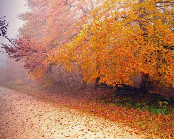 在南方的暖阳里怀念北方的秋天